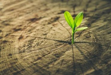 Una cultura más ecológica